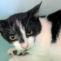 Squeezie [Chaton], chat à adopter