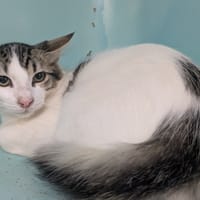 Cyprien [Chaton], chat à adopter