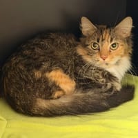 Malibu CAB6124, chatte à adopter