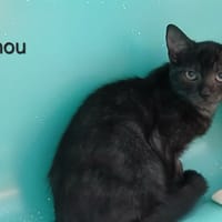TINOU, chat à adopter