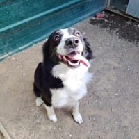 LOKI, chien à adopter