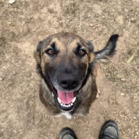 MALICE, chienne à adopter