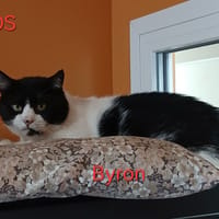 BYRON, chat à adopter