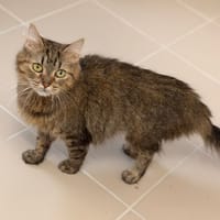 Jessy CAB6125, chatte à adopter