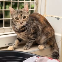 Marge CAB6136, chatte à adopter