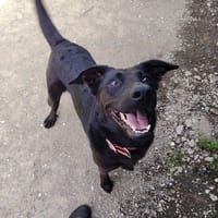 HASTA, chienne à adopter