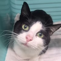 MERLIN, chat à adopter