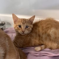 NOLA, chatte à adopter