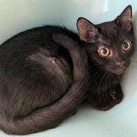 Light [Chaton], chatte à adopter