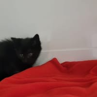 Paolo, chat à adopter