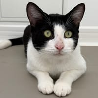 Onix, chat à adopter