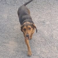 BELLA, chienne à adopter
