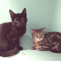 PUPETTA PAB29143, chatte à adopter