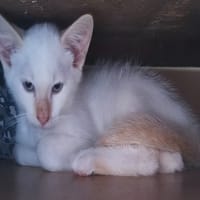 GHOST, chat à adopter