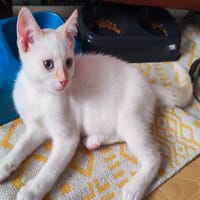 VINY, chat à adopter