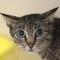 MYSTIGRIS, chatte à adopter