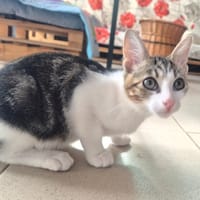 KIRI (réservé), chat à adopter