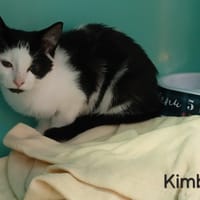 KIMBA, chat à adopter