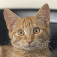 Felindra, chatte à adopter