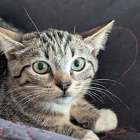 Pie, chatte à adopter