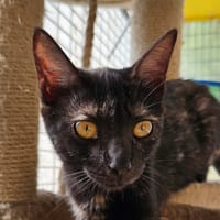 COCCINELLE, chatte à adopter
