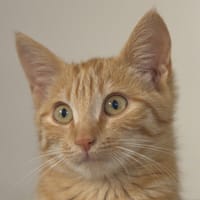 Tigresse, chatte à adopter