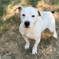 Socrate CAA15992, chien à adopter