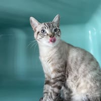 OREO, chat à adopter