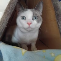 IROS PAB28968, chat à adopter