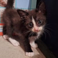 Héra, chatte à adopter