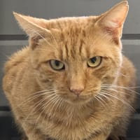 NUGGETS, chat à adopter