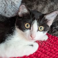 Trifle, chatte à adopter