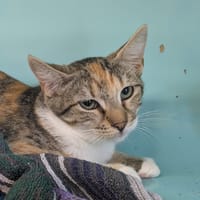 Juju [Chaton], chatte à adopter