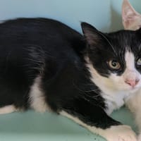 Norman [Chaton], chat à adopter
