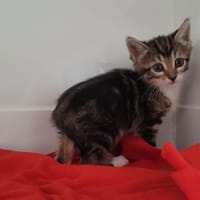 Chiara, chatte à adopter