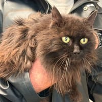 PHIMO, chat à adopter