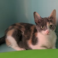 Canaille [Chaton], chatte à adopter