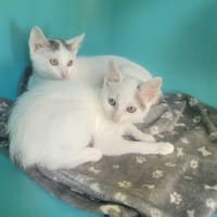 Notilus, chat à adopter