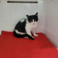 Juan, chat à adopter