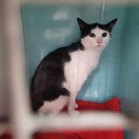 Jo, chat à adopter