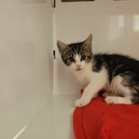 Riccardo, chat à adopter