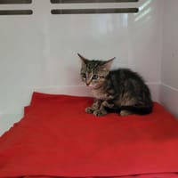 Pedro, chat à adopter