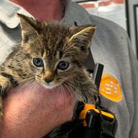 MOUCHU, chat à adopter