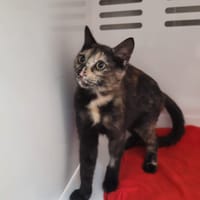 Petra, chatte à adopter
