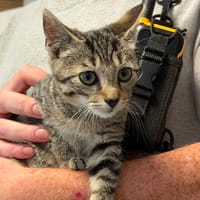 TIGROU, chat à adopter