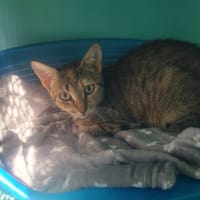 PELAGIE, chatte à adopter