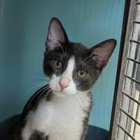 Berlioz [Chaton], chat à adopter