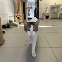 REX, chat à adopter