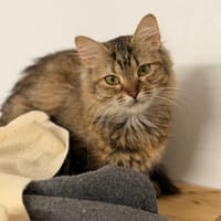 Mabel CAB6132, chatte à adopter