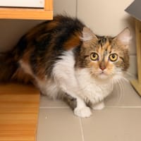 Gréta CAB6122, chatte à adopter